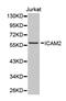 Intercellular Adhesion Molecule 2 antibody, LS-C331846, Lifespan Biosciences, Western Blot image 