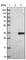 CUE Domain Containing 2 antibody, HPA036544, Atlas Antibodies, Western Blot image 