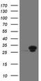 Ubiquitin-conjugating enzyme E2 S antibody, TA505169AM, Origene, Western Blot image 