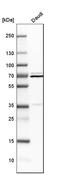Heterogeneous nuclear ribonucleoprotein Q antibody, HPA041275, Atlas Antibodies, Western Blot image 
