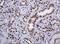 Decapping Enzyme, Scavenger antibody, LS-C174441, Lifespan Biosciences, Immunohistochemistry frozen image 