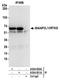 BAI1 Associated Protein 2 Like 1 antibody, A304-831A, Bethyl Labs, Immunoprecipitation image 