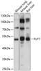 FUT4 antibody, 23-846, ProSci, Western Blot image 