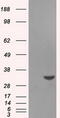 Baculoviral IAP Repeat Containing 7 antibody, M02577-1, Boster Biological Technology, Western Blot image 