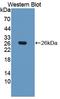 Alpha Fetoprotein antibody, LS-C372511, Lifespan Biosciences, Western Blot image 