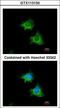 X-Linked Inhibitor Of Apoptosis antibody, LS-B4870, Lifespan Biosciences, Immunofluorescence image 