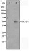 Zinc finger protein ZIC 1 antibody, TA347545, Origene, Western Blot image 
