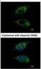 CD329 antibody, NBP1-31141, Novus Biologicals, Immunofluorescence image 