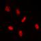 ETS2 Repressor Factor antibody, orb393047, Biorbyt, Immunofluorescence image 