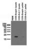 SNAP Associated Protein antibody, 73-045, Antibodies Incorporated, Western Blot image 