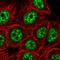 Zinc Finger CCCH-Type Containing 14 antibody, NBP2-13537, Novus Biologicals, Immunofluorescence image 