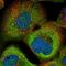 Sterile Alpha Motif Domain Containing 9 antibody, NBP1-91245, Novus Biologicals, Immunocytochemistry image 