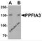 PTPRF Interacting Protein Alpha 3 antibody, 7561, ProSci Inc, Western Blot image 