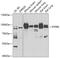 Receptor-type tyrosine-protein phosphatase epsilon antibody, 22-786, ProSci, Western Blot image 