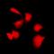 cAMP-dependent protein kinase catalytic subunit alpha antibody, orb214434, Biorbyt, Immunofluorescence image 