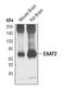 Solute Carrier Family 1 Member 2 antibody, PA5-17099, Invitrogen Antibodies, Western Blot image 