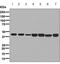 Ribosomal Protein SA antibody, ab133645, Abcam, Western Blot image 