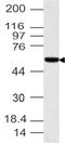 Interferon Related Developmental Regulator 1 antibody, A07201, Boster Biological Technology, Western Blot image 