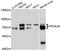 Phosphatidylinositol Binding Clathrin Assembly Protein antibody, abx126359, Abbexa, Western Blot image 
