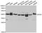 Uroporphyrinogen decarboxylase antibody, orb167399, Biorbyt, Western Blot image 