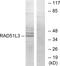 DNA repair protein RAD51 homolog 4 antibody, LS-B11381, Lifespan Biosciences, Western Blot image 