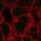 HLP antibody, NBP2-47275, Novus Biologicals, Immunocytochemistry image 