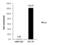 BCL10 Immune Signaling Adaptor antibody, PA5-28946, Invitrogen Antibodies, Chromatin Immunoprecipitation image 