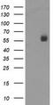 Nectin Cell Adhesion Molecule 1 antibody, TA503469S, Origene, Western Blot image 