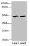 Spermatogenic Leucine Zipper 1 antibody, orb38483, Biorbyt, Western Blot image 