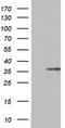 Ornithine Carbamoyltransferase antibody, TA802395, Origene, Western Blot image 