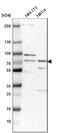 2-Oxoglutarate And Iron Dependent Oxygenase Domain Containing 1 antibody, NBP1-83826, Novus Biologicals, Western Blot image 