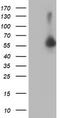 Protein kinase B antibody, CF504238, Origene, Western Blot image 