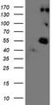 Lysyl Oxidase antibody, TA500863S, Origene, Western Blot image 
