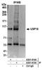 Ubiquitin carboxyl-terminal hydrolase 16 antibody, A301-615A, Bethyl Labs, Immunoprecipitation image 