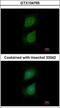 Plexin D1 antibody, GTX104765, GeneTex, Immunofluorescence image 