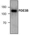 cGMP-inhibited 3 ,5 -cyclic phosphodiesterase B antibody, TA319015, Origene, Western Blot image 