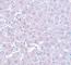 Calcium Homeostasis Modulator 1 antibody, NBP1-77112, Novus Biologicals, Immunohistochemistry frozen image 