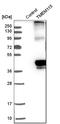 Transmembrane Protein 115 antibody, HPA015497, Atlas Antibodies, Western Blot image 