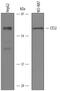CES2 antibody, AF5657, R&D Systems, Western Blot image 