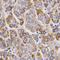GNT1 antibody, A01979, Boster Biological Technology, Immunohistochemistry frozen image 