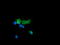 Cancer/Testis Antigen 1B antibody, LS-C338017, Lifespan Biosciences, Immunofluorescence image 