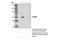 HA tag antibody, 3956S, Cell Signaling Technology, Immunoprecipitation image 