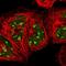 Chromosome 6 Open Reading Frame 15 antibody, NBP1-90660, Novus Biologicals, Immunocytochemistry image 