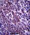 Armadillo Repeat Containing 9 antibody, abx027397, Abbexa, Immunohistochemistry paraffin image 
