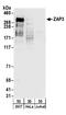YLP motif-containing protein 1 antibody, A304-038A, Bethyl Labs, Western Blot image 