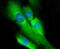 Erk1 antibody, NBP2-67303, Novus Biologicals, Immunocytochemistry image 