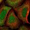 Zinc Finger Protein 14 antibody, HPA049863, Atlas Antibodies, Immunofluorescence image 
