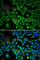 Enoyl-CoA Delta Isomerase 1 antibody, A1211, ABclonal Technology, Immunofluorescence image 