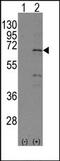 Hmr antibody, AP13294PU-N, Origene, Western Blot image 