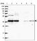 Tubulin Folding Cofactor C antibody, HPA035074, Atlas Antibodies, Western Blot image 